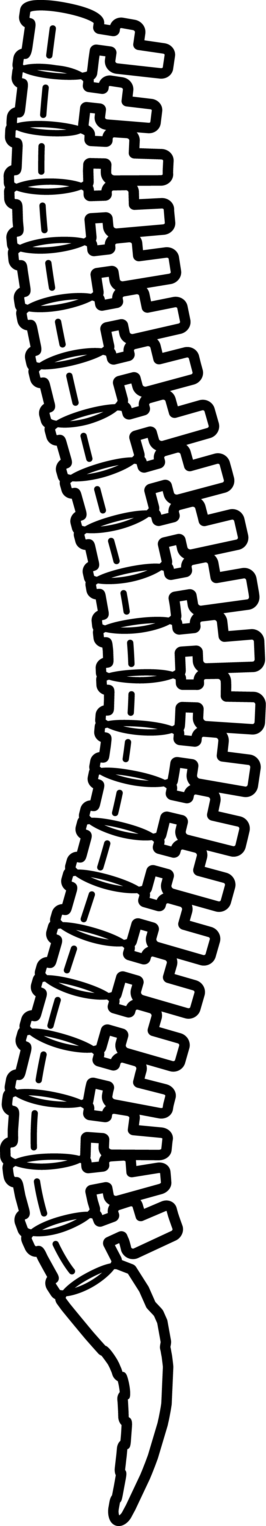 Skizze einer Wirbelsäule